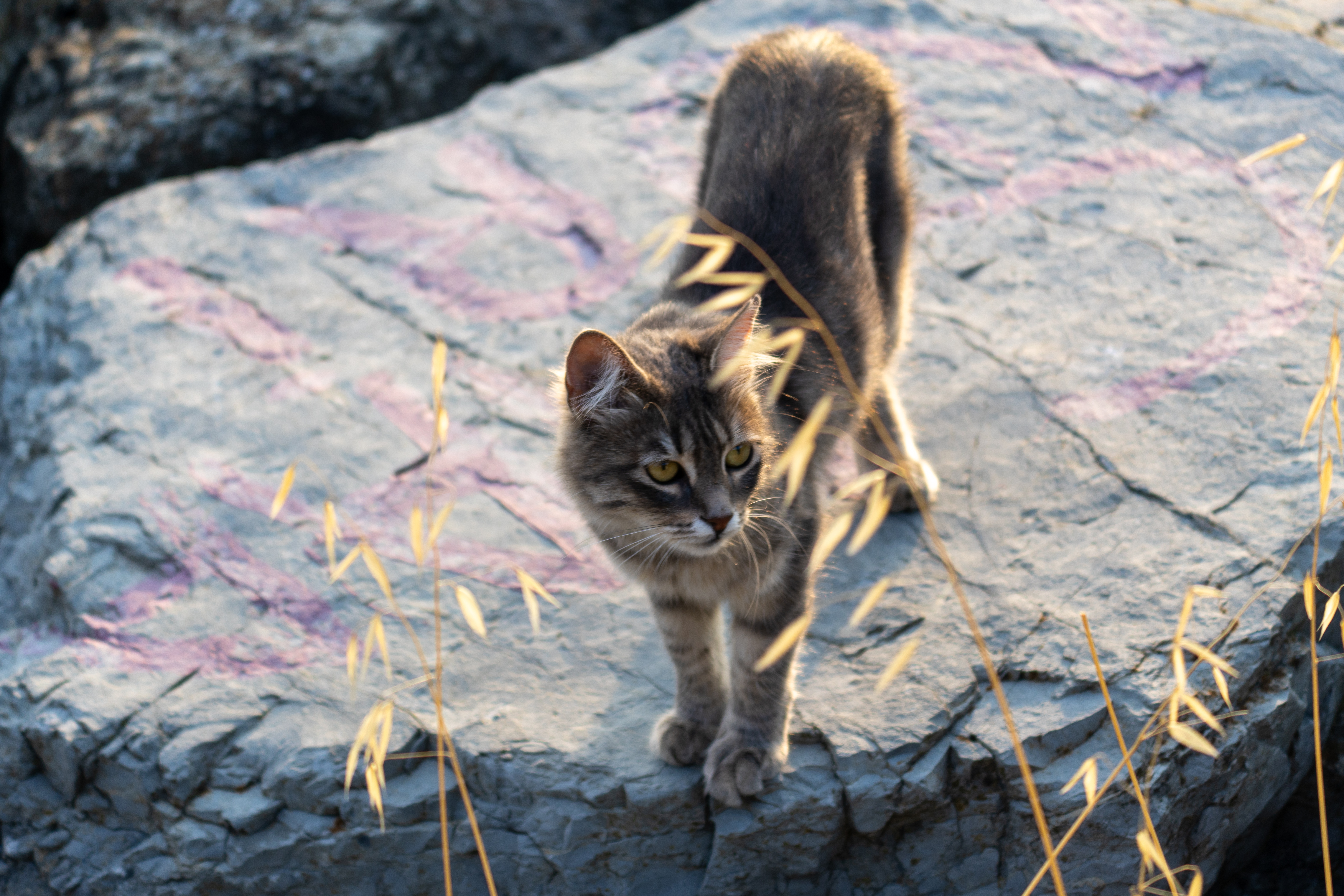 Gatito from Istanbul.